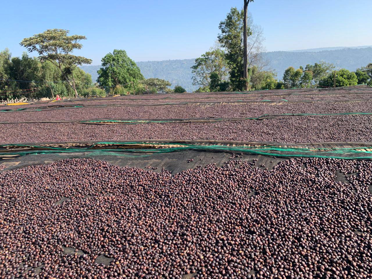 Coffee cherries drying across a highland processing site in Ethiopia