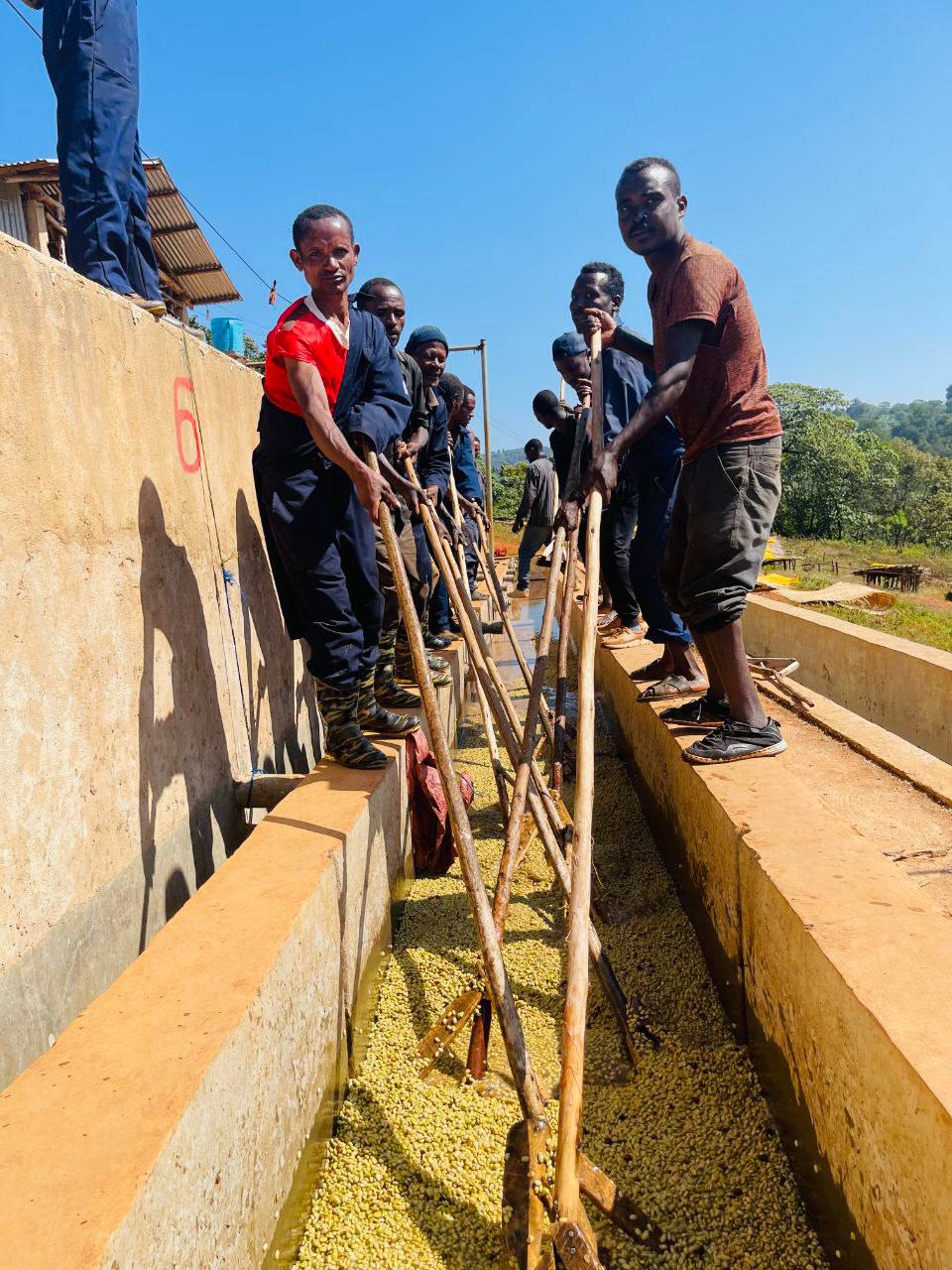 Coffee processing team working a channel in Ethiopia